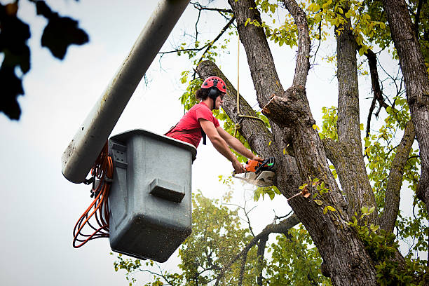 Tree and Shrub Care in Gretna, LA